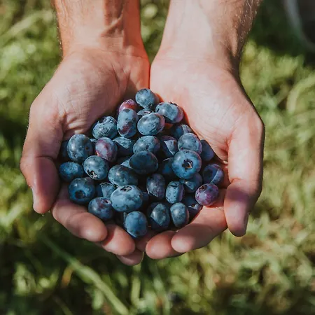 Bacca Blu Alloggio per agriturismo *